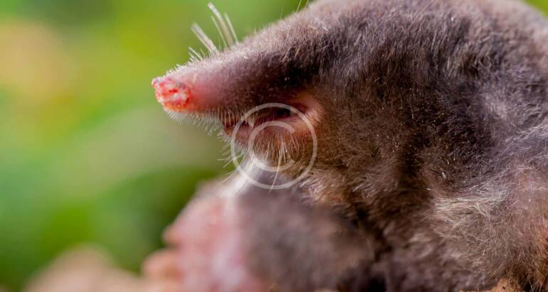 Mole Control