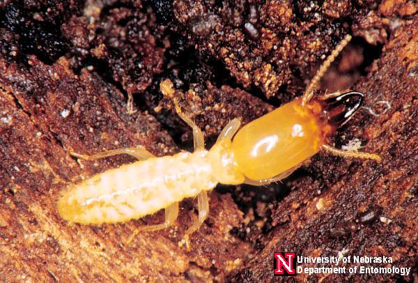 Eastern Subterranean Termite Control