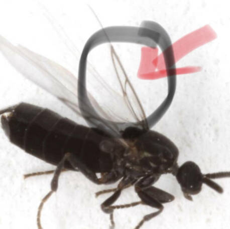 Minute Black Scavenger Fly Exterminator Pest Control Dahlonega Cumming Georgia Cleveland