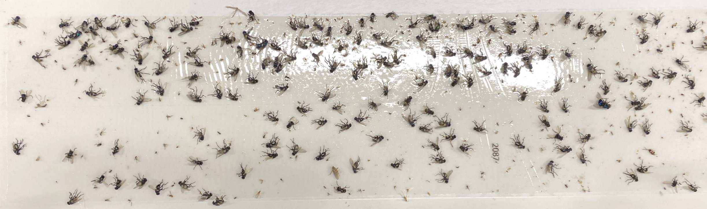 House Flies Blow Flies Humpbacked flies scuttle Pest Control Exterminator Dahlonega Georgia Cumming Cleveland