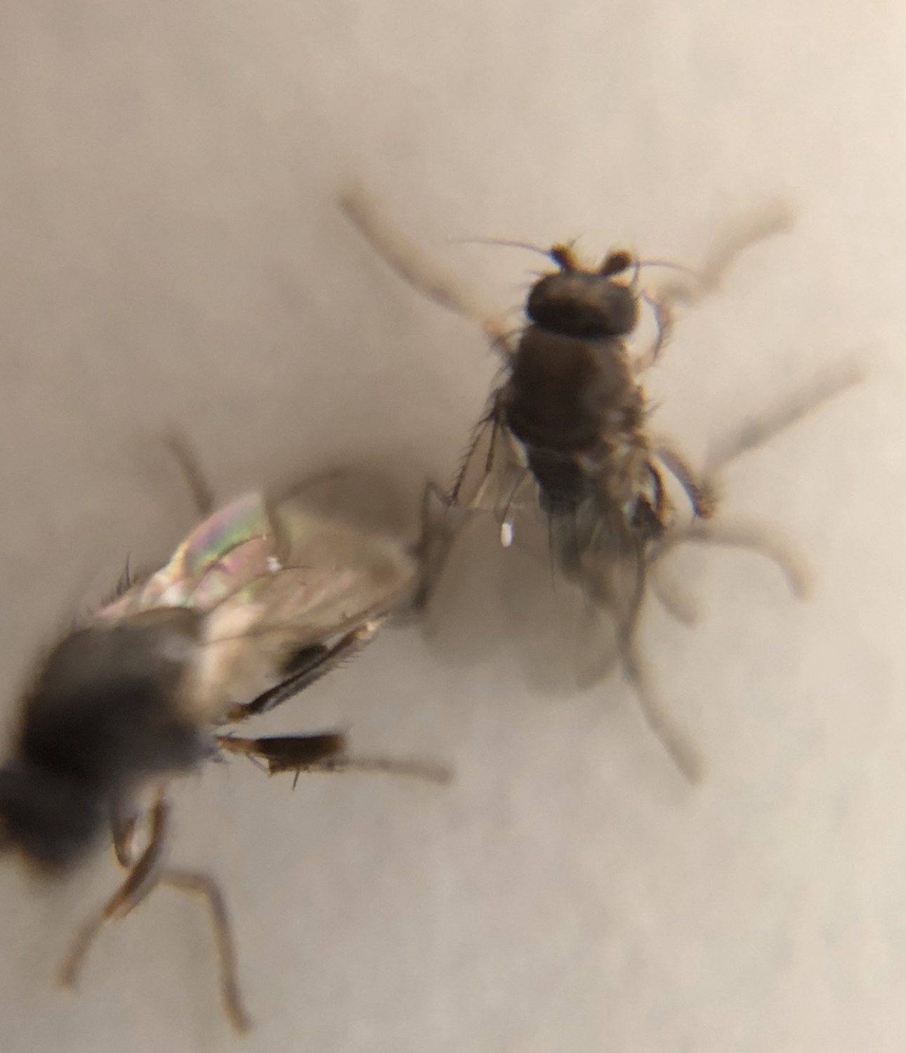 Small Dung Flies Pest Control Exterminator Dahlonega Georgia Cumming Cleveland