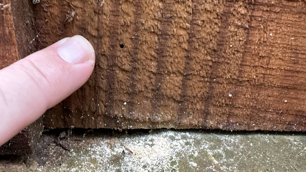 Wood Destroying Powderpost Beetles- What Can We Do?