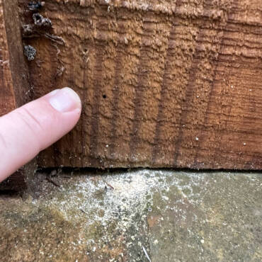 Wood Destroying Powderpost Beetles- What Can We Do?