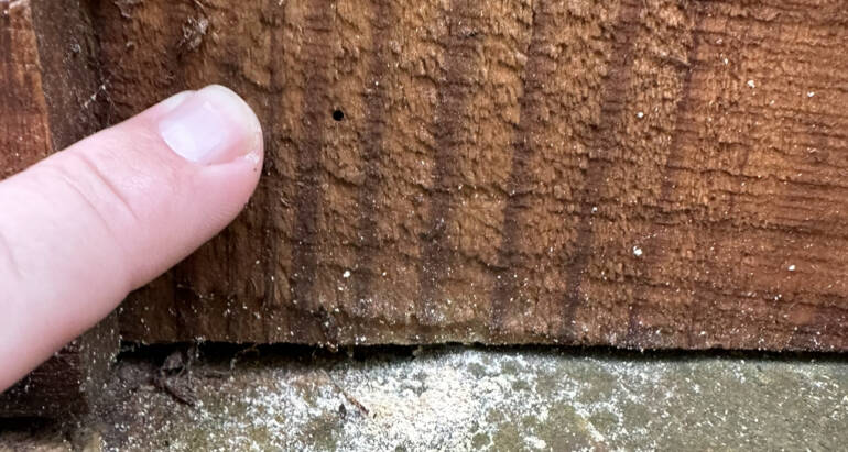 Wood Destroying Powderpost Beetles- What Can We Do?