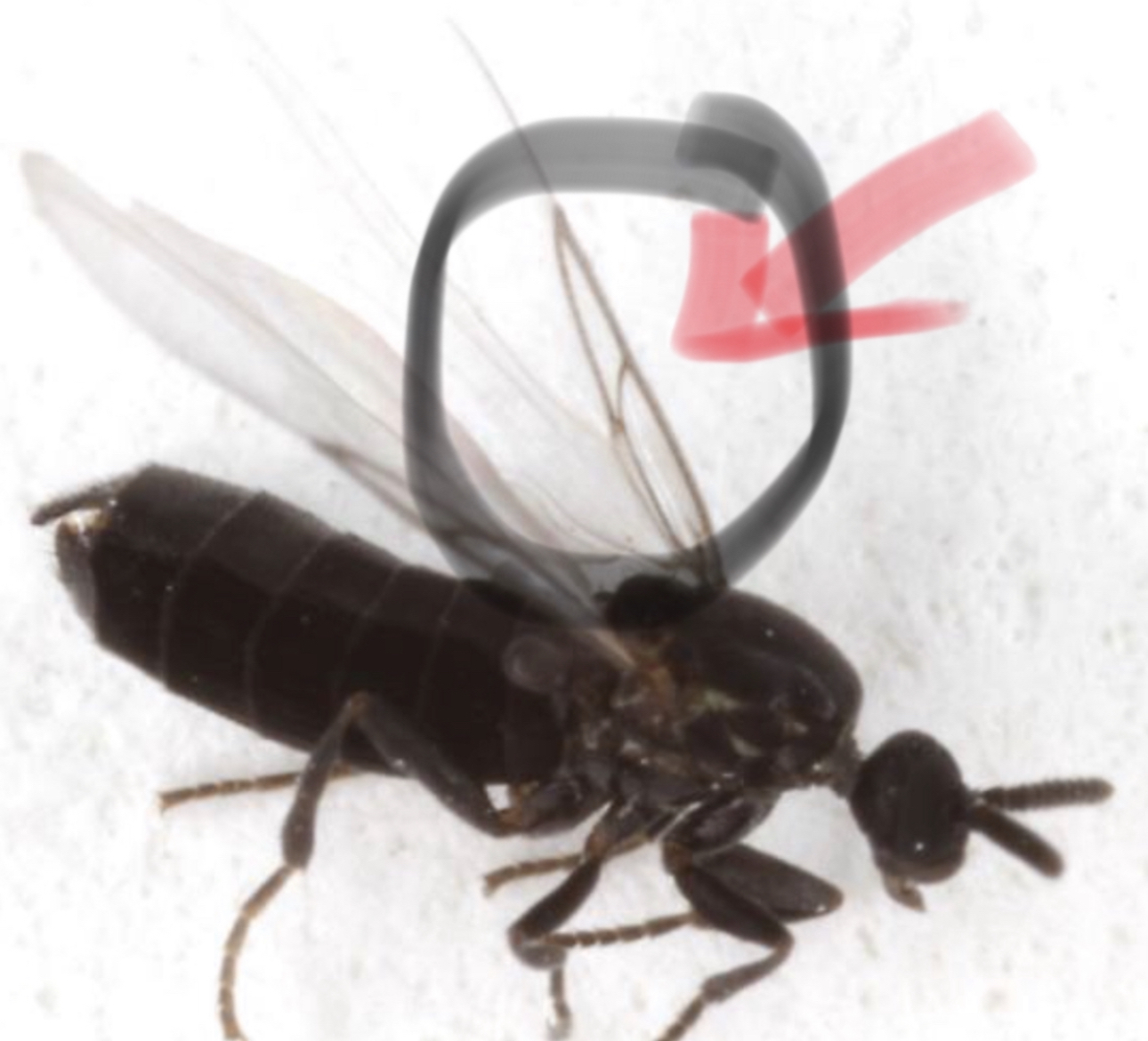 Minute Black Scavenger Fly Exterminator Pest Control Dahlonega Cumming Georgia Cleveland