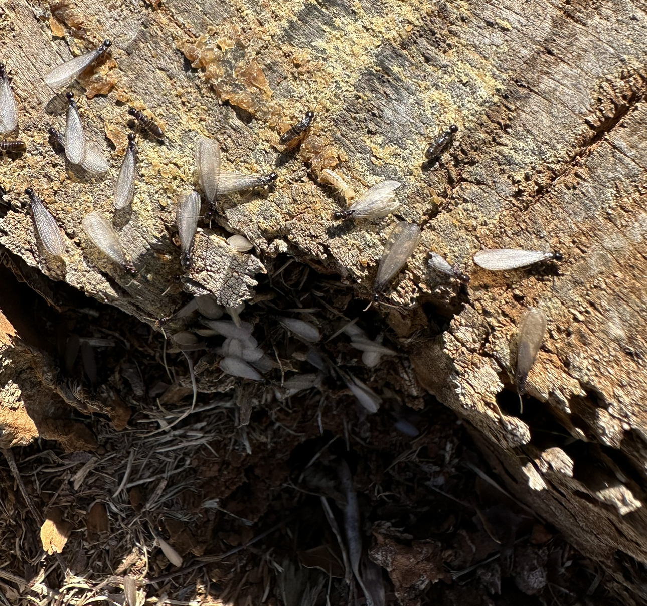 Subterranean termites pest control termite hidden damage dahlonega cumming dawsonville Georgia Cleveland Ga