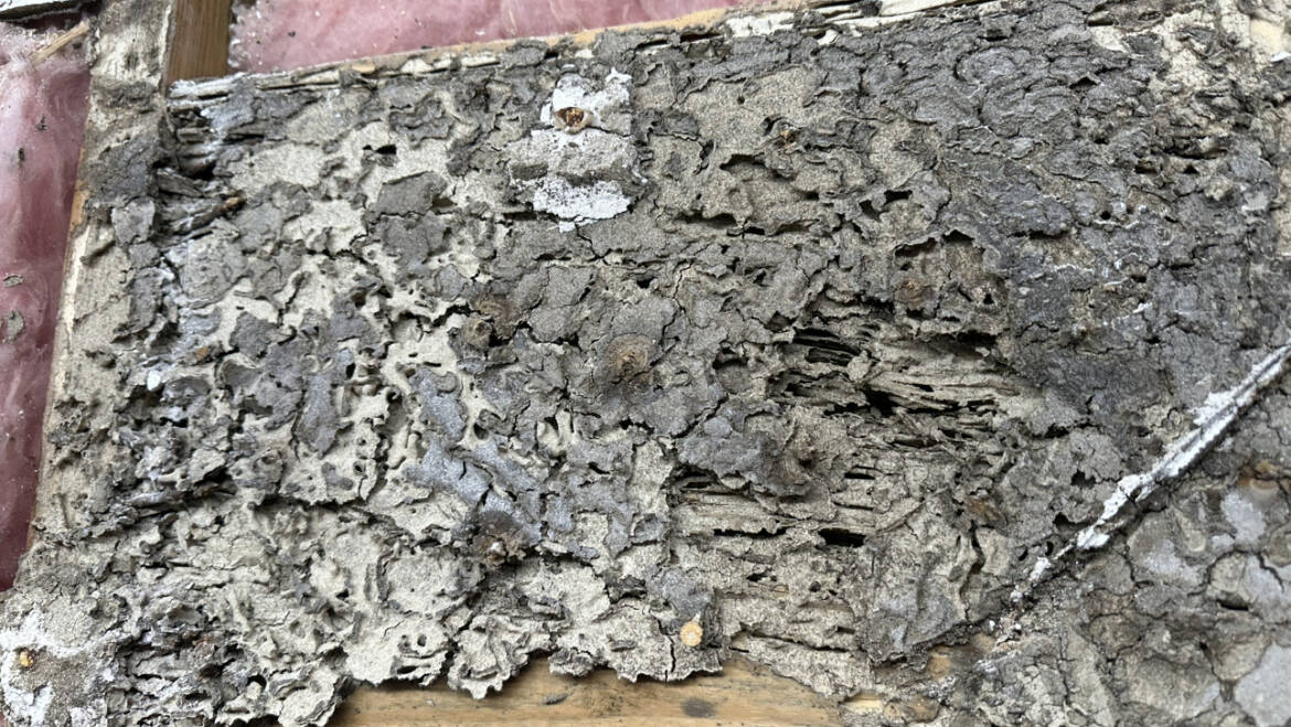 Why Termite Protection Is Essential In The Southern United States