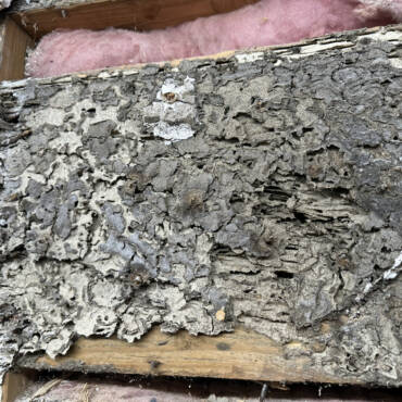 Why Termite Protection Is Essential In The Southern United States