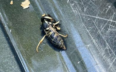 Pest Control Exterminator Dahlonega Cumming Georgia Cleveland Dawsonville Yellowjackets wasps
