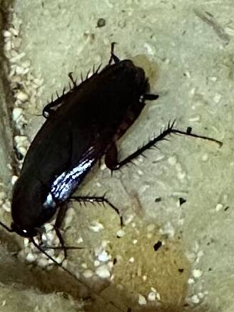 Pest Control Exterminator Dahlonega Cumming Georgia Cleveland Dawsonville Pennsylvania Woods cockroach Smokybrown